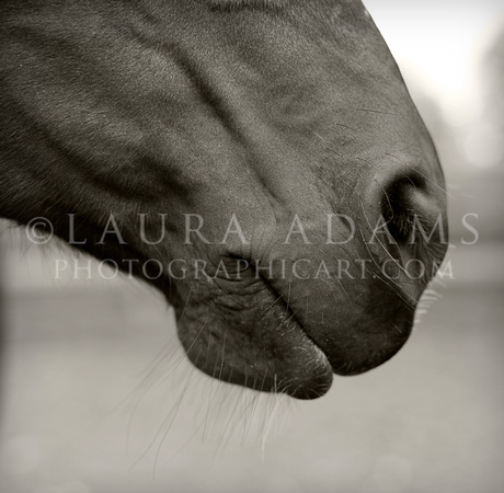 Muzzle by south east Michigan Equine Photographer and Artist Laura Adams