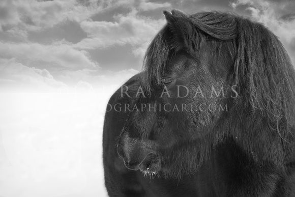 Midnight, a pony portrait by Michigan Equine Photographer Laura Adams