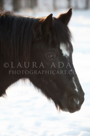 Winter Pony by Michigan Professional Horse Photographer Laura Adams