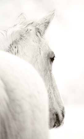 White Mare by Michigan Horse Photographer Laura Adams