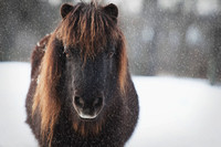 The Bearded Mini by Michigan Professional Equine Photographer Laura Adams