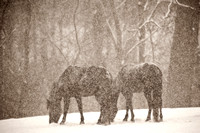 Horses in Snowfall by Michigan Equine Photographer Laura Adams