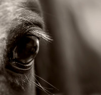 Whisper by Michigan Professional Horse and Equine Photographer Laura Adams