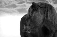 Midnight, a pony portrait by Michigan Equine Photographer Laura Adams