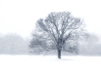 When Snow Falls by Michigan Fine Art Photographer Laura Adams