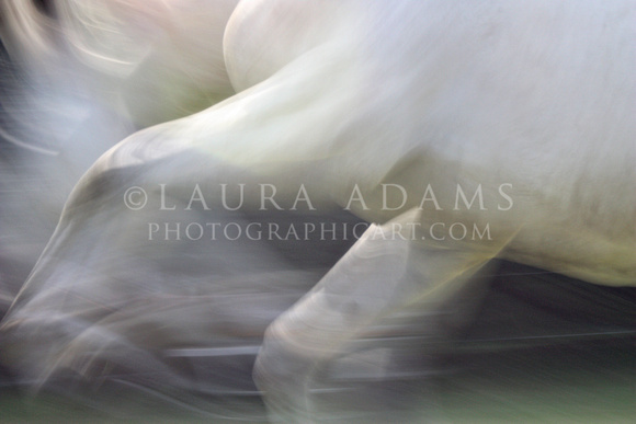Melodie in Motion by Michigan Professional Equine Photographer and artist Laura Adams