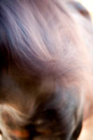 Breeze by Michigan Equine Photographer Laura Adams
