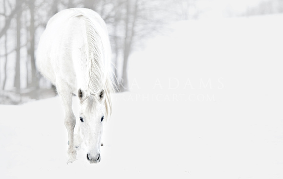 Winter Melodie by Michigan Equine Photographer Laura Adams