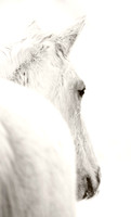 White Mare by Michigan Horse Photographer Laura Adams